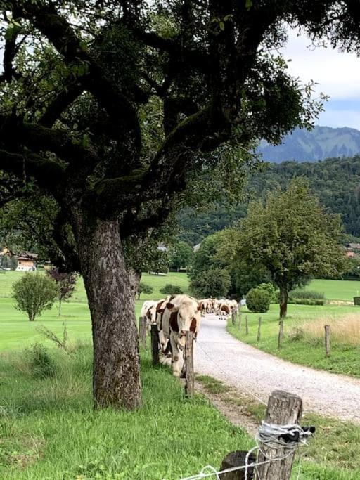 Petit Cocon Entre Lac, Golf Et Montagne, Proche D'Annecy Giez Exterior photo
